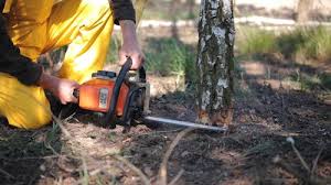 Best Tree Disease Treatment  in Glouster, OH