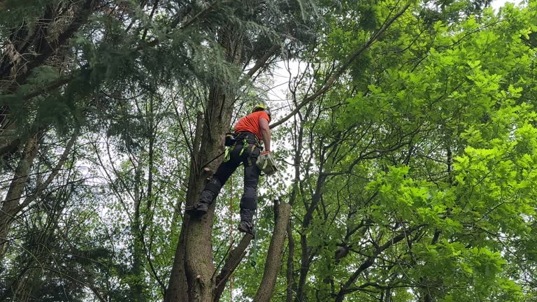 Best Stump Grinding and Removal  in Glouster, OH