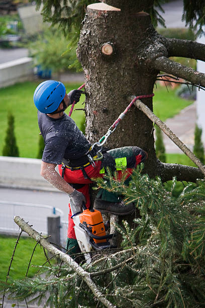 Best Tree Mulching  in Glouster, OH